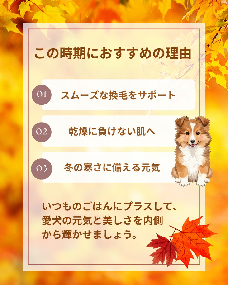 namaplacenta's tweet photo. 🍂わんちゃんの換毛期＆乾燥ケア、始めていますか？🐶
冬毛への生え変わりで体力を使うこの季節。
100％生プラセンタ配合《ポチ・アンケシ》で
内側からうるおいと元気をサポート✨
#ポチアンケシ #犬の健康 #犬用サプリ #換毛期ケア #乾燥対策 #犬のいる生活 https://t.co/rNwFEZOHTJ