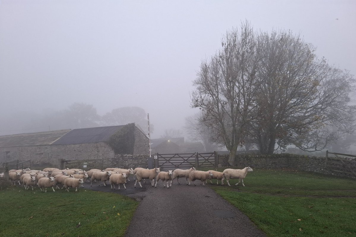 Farming in the fog this morning.
#farming #foggy #Teesdale