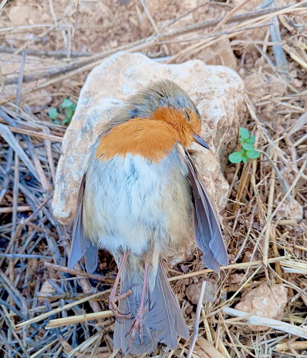 انت  ك صياد  شو رح تستفاد من قتل هالمخلوق  لا في لحم وحجمه  صغير  ما بيستاهل  الخرطوش  واخر شي  بتتركو  عالارض  ما بتاخدو طيب ليش قتلتو  صوتو كتير حلو