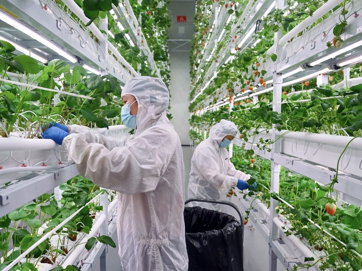 CD_Discovery's tweet image. 🍓 Talk about sci-fi farming! These Chengdu strawberries aren&apos;t from the future, but they&apos;re grown in a towering 11-tier vertical farm. Spanning 2,300 sqm, this Southwest China&apos;s largest strawberry plant factory is producing 73 tonnes a year!

#Chengdu #ChinaTech #FutureIsNow…