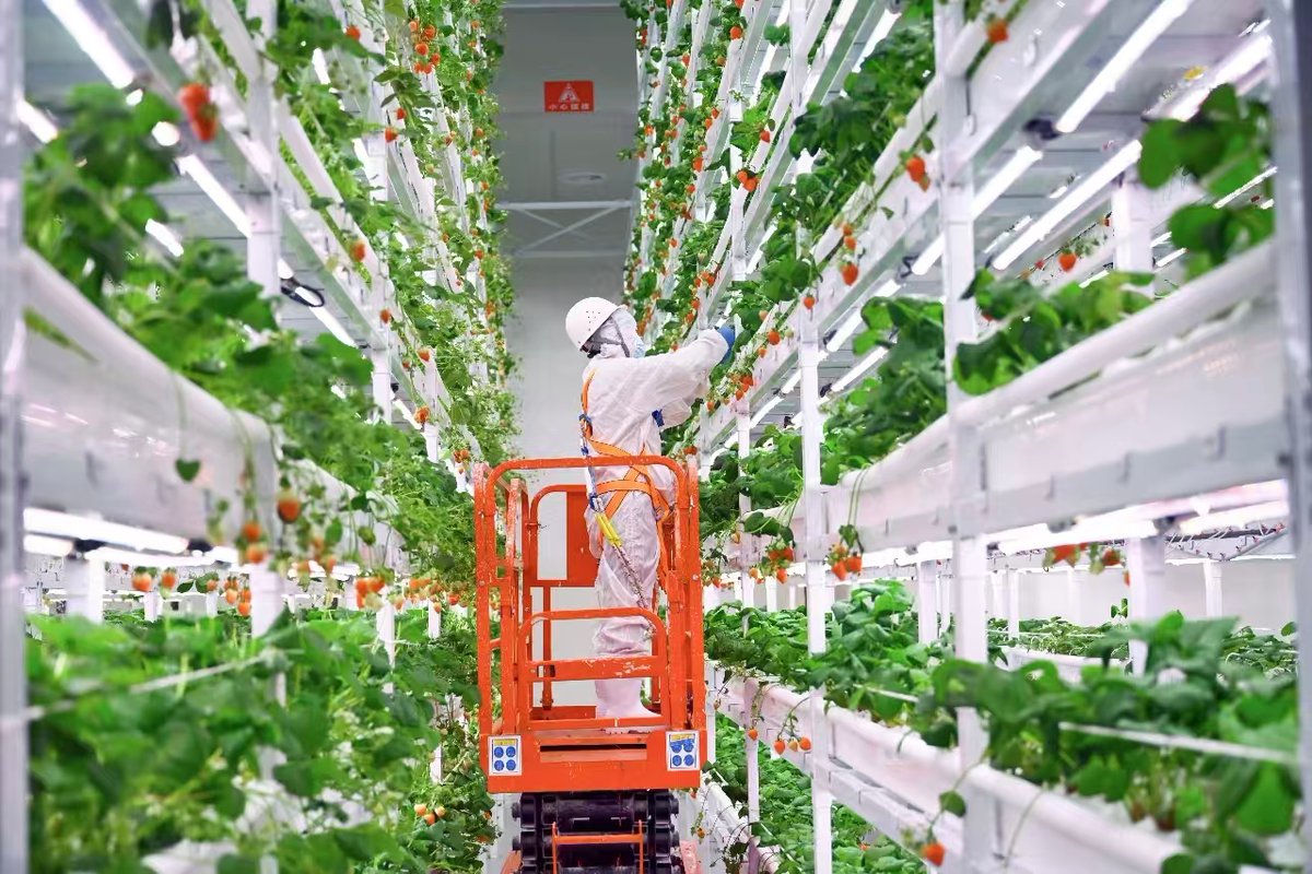 CD_Discovery's tweet image. 🍓 Talk about sci-fi farming! These Chengdu strawberries aren&apos;t from the future, but they&apos;re grown in a towering 11-tier vertical farm. Spanning 2,300 sqm, this Southwest China&apos;s largest strawberry plant factory is producing 73 tonnes a year!

#Chengdu #ChinaTech #FutureIsNow…