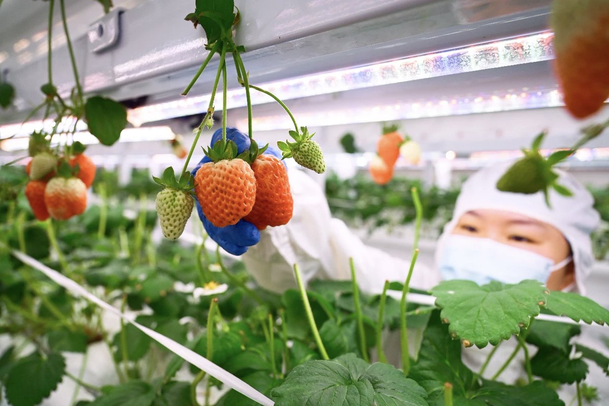 CD_Discovery's tweet image. 🍓 Talk about sci-fi farming! These Chengdu strawberries aren&apos;t from the future, but they&apos;re grown in a towering 11-tier vertical farm. Spanning 2,300 sqm, this Southwest China&apos;s largest strawberry plant factory is producing 73 tonnes a year!

#Chengdu #ChinaTech #FutureIsNow…