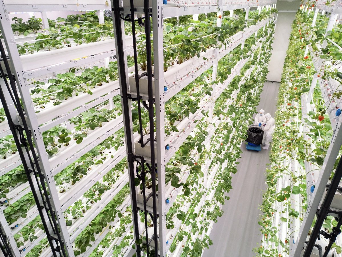 CD_Discovery's tweet image. 🍓 Talk about sci-fi farming! These Chengdu strawberries aren&apos;t from the future, but they&apos;re grown in a towering 11-tier vertical farm. Spanning 2,300 sqm, this Southwest China&apos;s largest strawberry plant factory is producing 73 tonnes a year!

#Chengdu #ChinaTech #FutureIsNow…