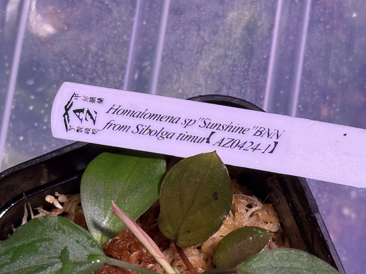 KENZO (@fw_kenzo) / Posts / X