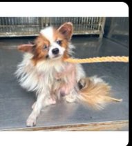 MarkRob84's tweet image. There was no need to drag him out like that.
Every sentient being — human or animal — feels fear, pain, and confusion. We forget that too easily in our rush to “get things done.” 
#Compassion #RespectLife #EmpathyMatters
@vagitableunited @ev_edward2 @yuka_riko03 @PhaedraXTeddy