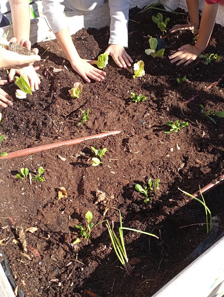 Aquesta setmana l'alumnat de 3r encarregat de l'hort, ha plantat espinacs, enciam llarg, enciam de roure, cebes i escarola. Ara a cuidar-lo i a esperar que creixin. #hortescolar #escolaverda