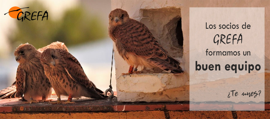 GREFA_Fauna's tweet photo. 💚 En GREFA sabemos que nadie puede conservar la naturaleza solo. Formar equipo es la clave.
🦉 Hazte socio y ayúdanos a dar una segunda oportunidad a la fauna silvestre herida 👉 https://t.co/9ZoEzeSpbR
#GREFA #HazteSocio #Conservación https://t.co/As0pBZfOSh