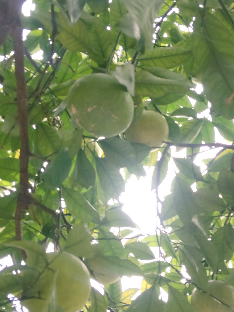 八朔ページ D-fruchtliebhaberin on X