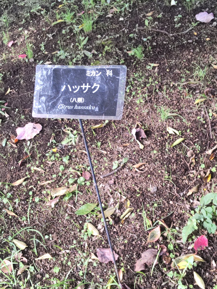 八朔ページ D-fruchtliebhaberin on X