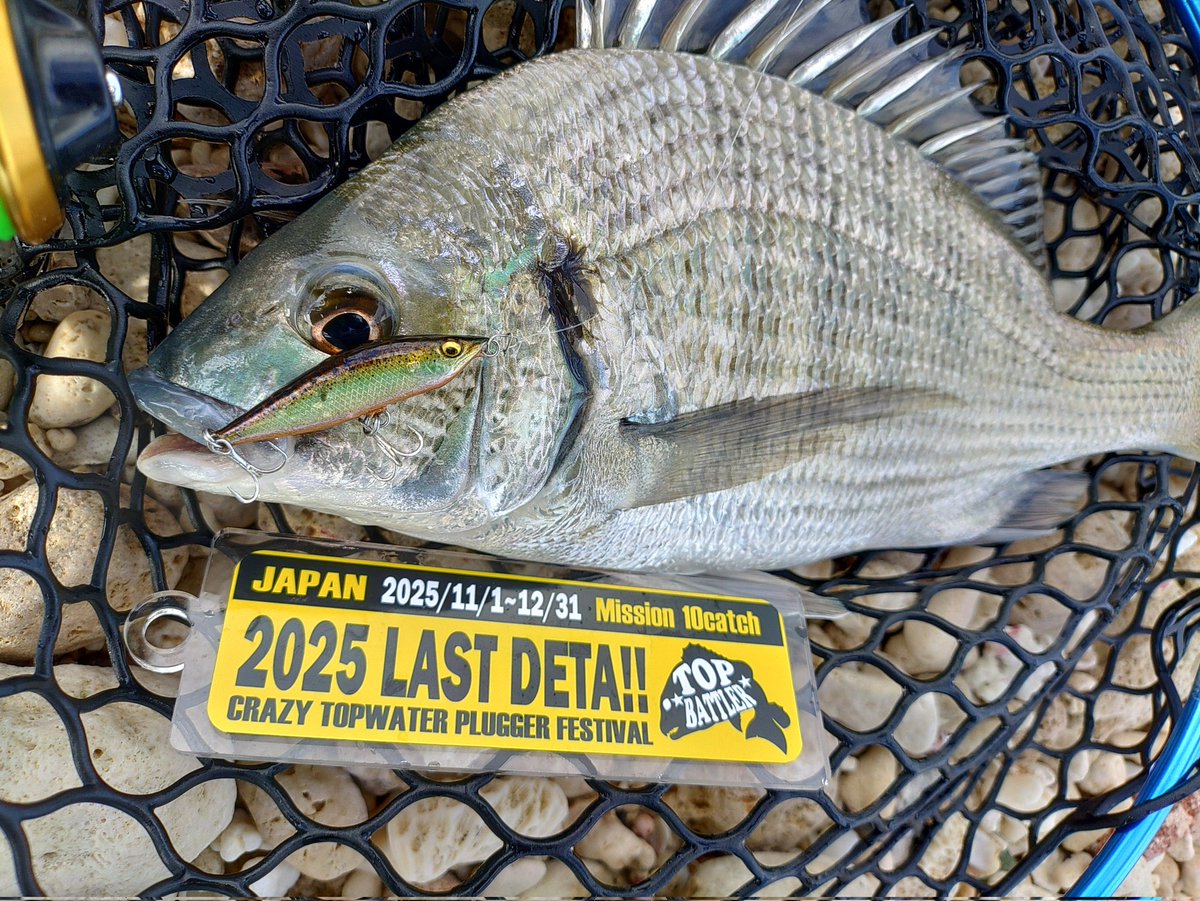 SHU様 確認用　5.8 catfish SHU様 確認用 5.8 catfish Catfish Fish Identification #13 (Rigs