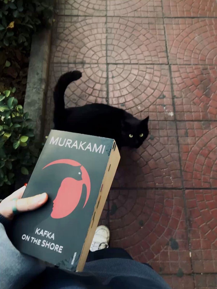 Black cats are not bad luck (@visualscat) on Twitter photo 