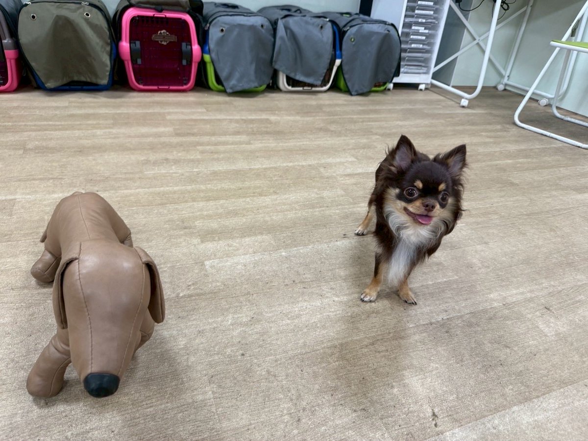 rokon1028's tweet photo. ぬいぐるみも怖がるチワワ

#チワワ #ロングコートチワワ #犬 https://t.co/vt5R1z7bzM