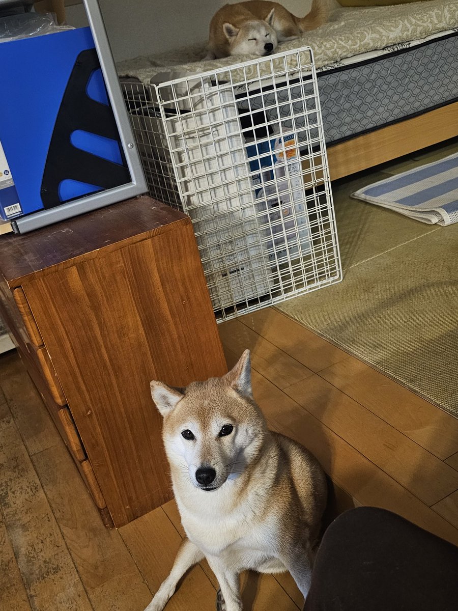 【専用】 しばライオン同封❌様 うえきょん on X