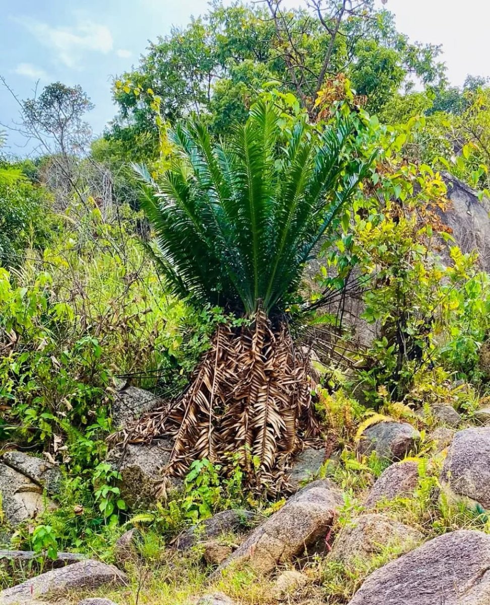Mr. Kunle Olasupo represented IITA Forest Center at Plateau in a two-day training on conserving Encephalartos barteri ssp. allochrus with Crescendo Africa, empowering locals to protect biodiversity &amp; build livelihoods.💚
 #IITA #Conservation #Cycads #sustainability #encephalartos