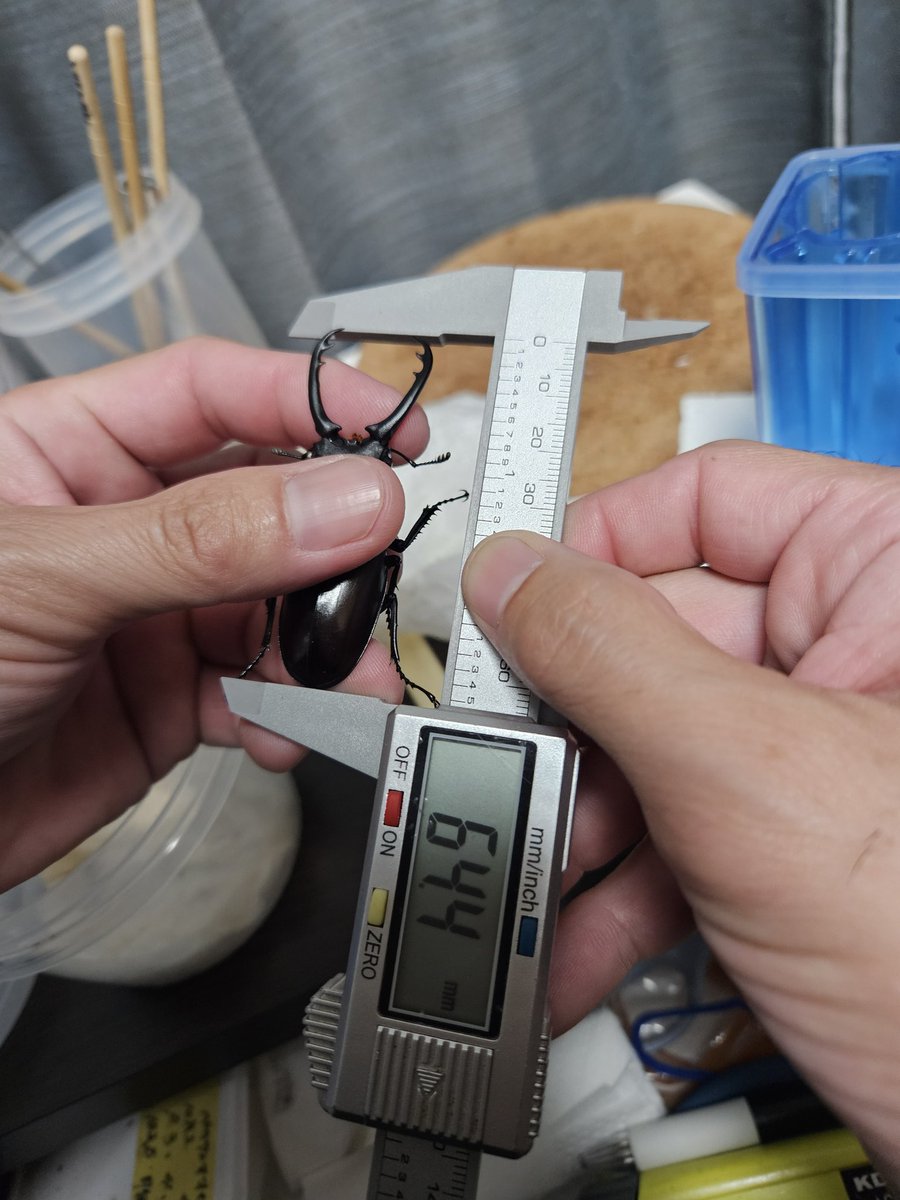 FT.Family(クワカブ部) A (@fujitora1106414) / Posts / X