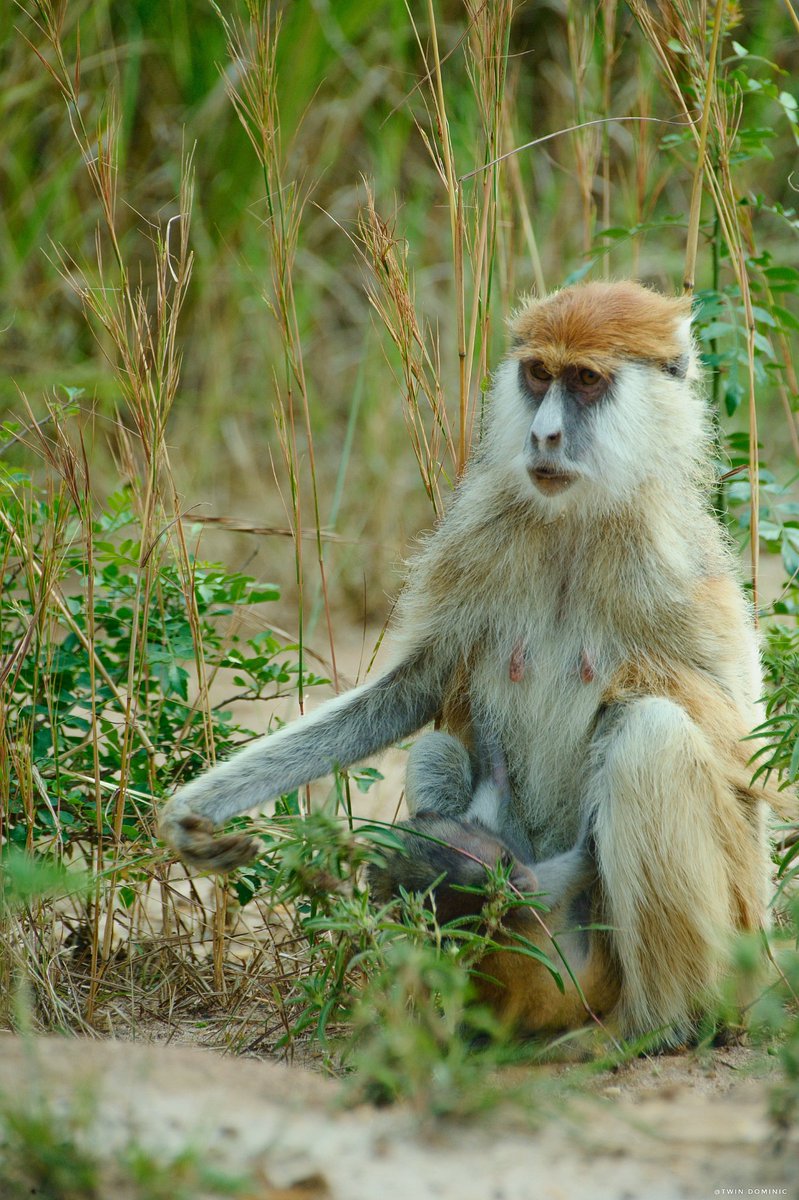 When curiosity meets adventure, the wild comes alive. Explore Uganda today with <a href="/new_era_safari/">New Era Safaris</a>.
Whatsapp: +256 746558929
Email: info@newerasafaris.com
Website: newerasafari.com