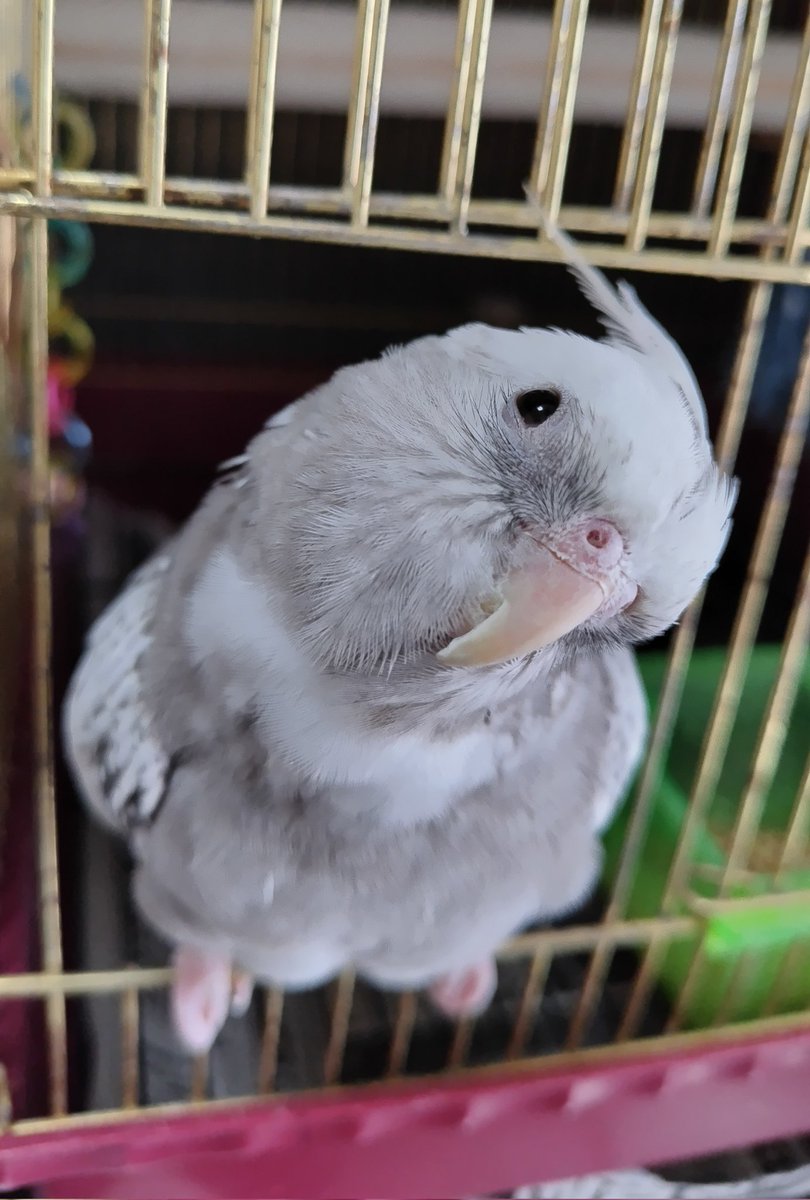 飼い主お帰り〜🐦️♪

#オカメインコ
#インコ
#ただいま