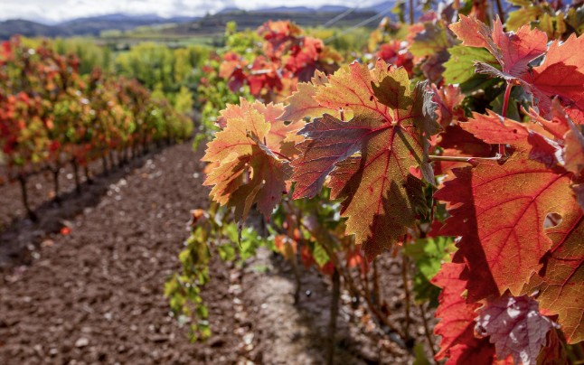 La Comisión de Agricultura de la Eurocámara respalda las medidas del  'paquete de vino' para responder a la crisis del sector vitivinícola
ow.ly/VlOL50XnBps