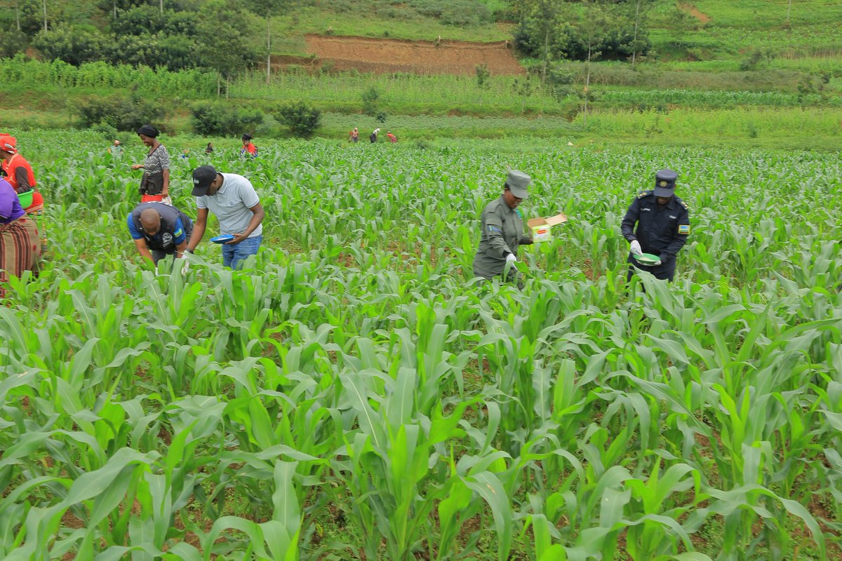 RusiziDistrict's tweet photo. Visi meya @AlfredHabimana hamwe n'abagize inama y'umutekano itaguye y'Akarere bifatanyije n'abaturage b'umurenge wa #Bweyeye gutera ifumbire yo kubagara ibigori yunganiwe na Leta 100% mu cyanya kigega cya #Matyazo cya ha 47 gihinzeho ibigori muri gahunda ya tugire ibiryo. https://t.co/vGYxStH8Px