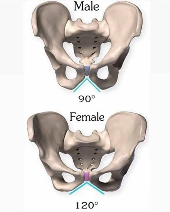 Rainmaker1973's tweet image. You can have many sexual orientations.

But hundreds years from now, if archeologist find your pelvis bone, they will say you either male or female.