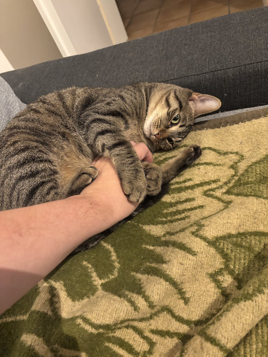 StephanH1988's tweet photo. @angerannt Luna drückt Radahn alle Pfoten für eine schnelle Genesung https://t.co/l1bEheUNKw