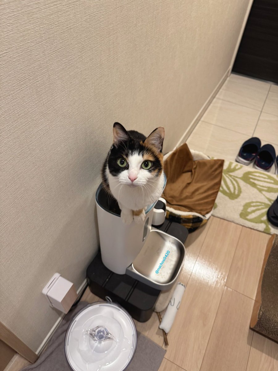 ナツ👕🌼スイ💎✨ (@nachos0420) / Posts / X