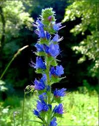 🌸11월 20일 탄생화는 뷰글라스입니다.
꽃말로 '진실'을 갖고있습니다.
금일 비밀의 화원을 오픈했습니다.