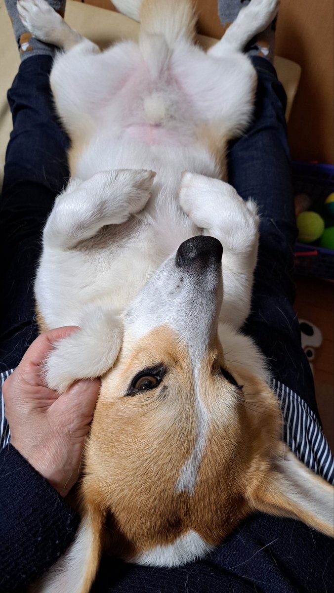 コジとしんのかぁしゃん(kazu) on X