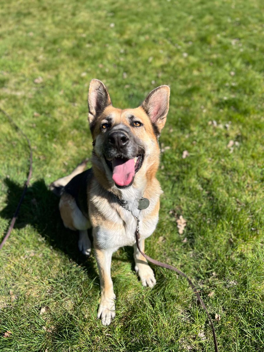 Bella is 4yrs old and she has been with us almost a year now. Bella is a friendly girl who has loved everyone she has met, can live with older kids and has been ok with other #dogs with correct intros 
#germanshepherd #Essex 
gsrelite.co.uk/bella-42/