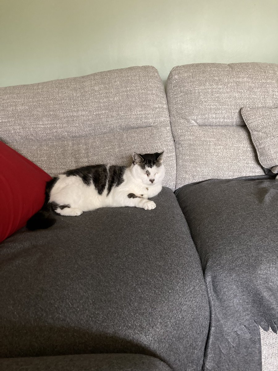 Goodbye my little Misty Moo, sleep well our beautiful girl 💔😢