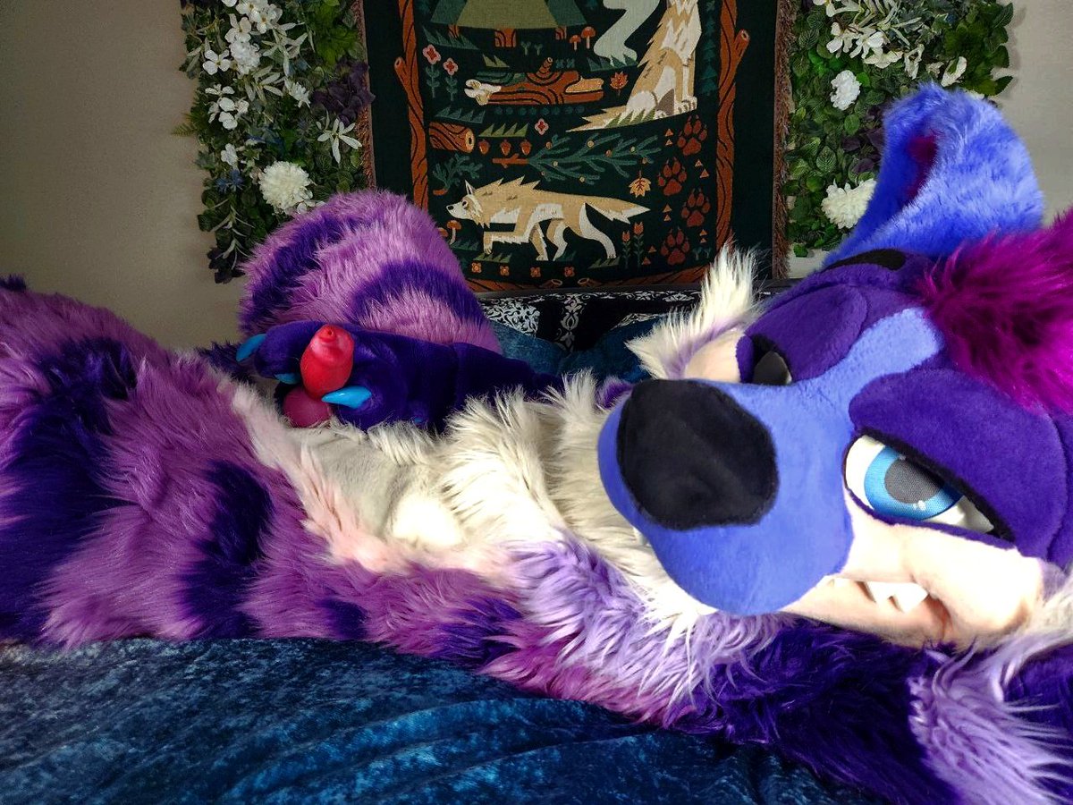 🔞 🐾 Stimky Purple Yeen 🔜TFF, LVFC tweet media