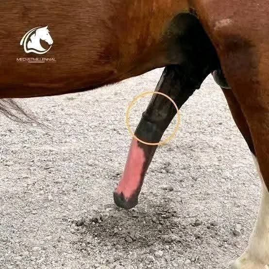 Pathan Bull 7+ tweet media