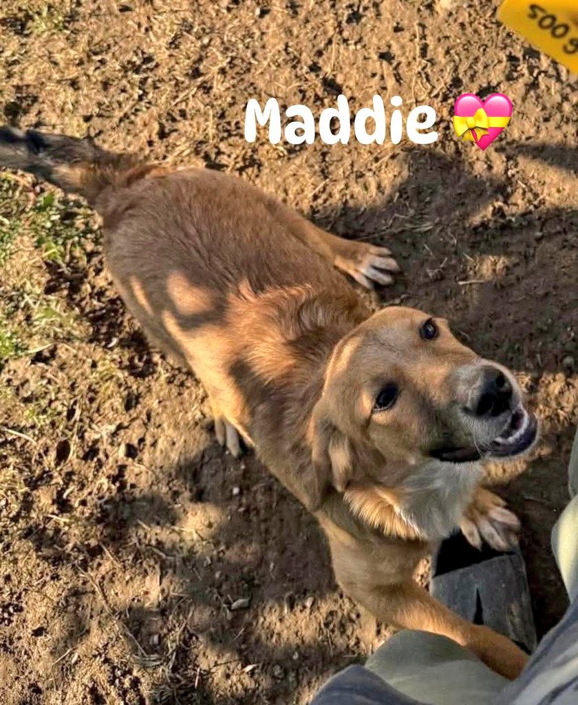 💝HERE COME THE GIRLS 💝

We have 3 young gorgeous girlies in kennels who all are still waiting for foster or forever homes🏡

All 3 of these girls are quite confident so would be fine as an only dog but are all social so would also be fine with a resident doggie. 

Amy has been