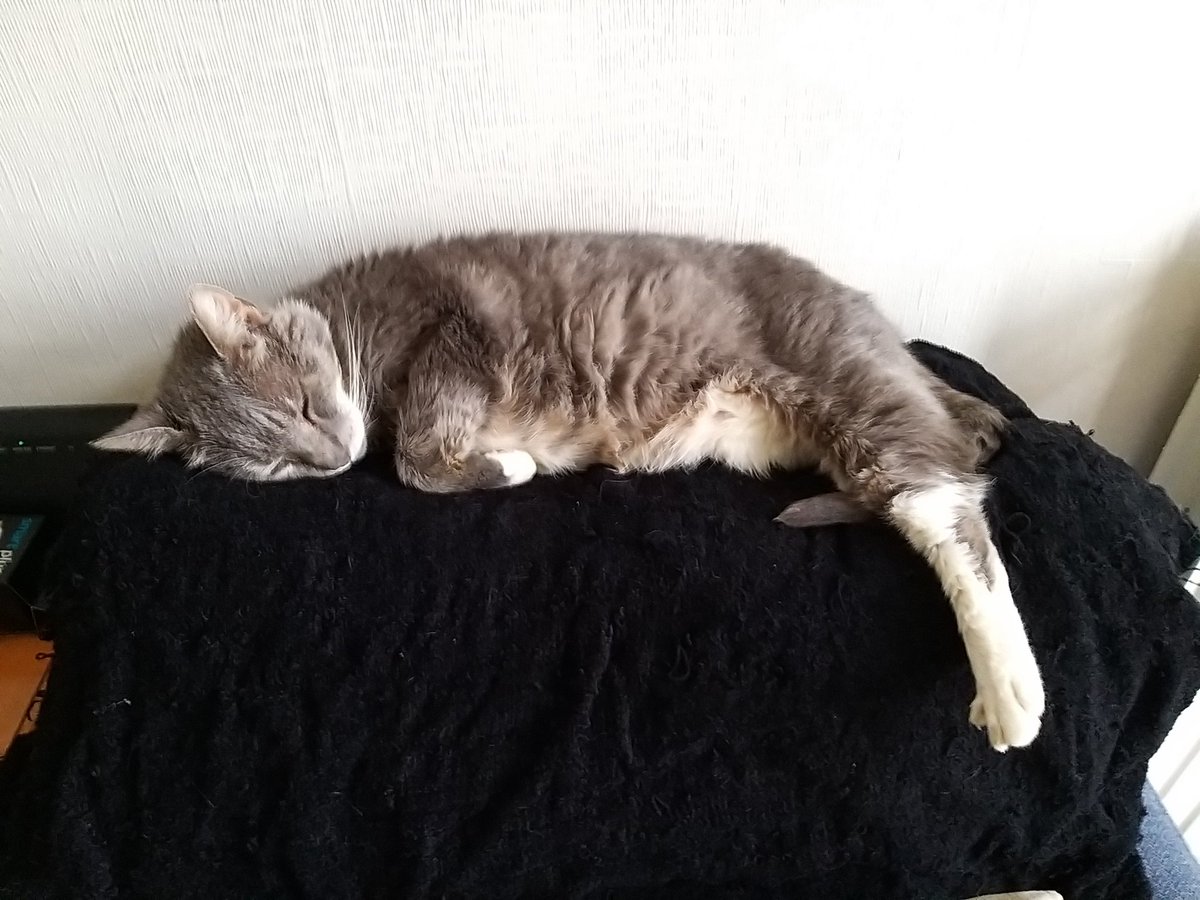 #ThrowbackThursday My darling Angel Cadwell having a snooze on a chilly autumnal afternoon 💤❤️ Oulton