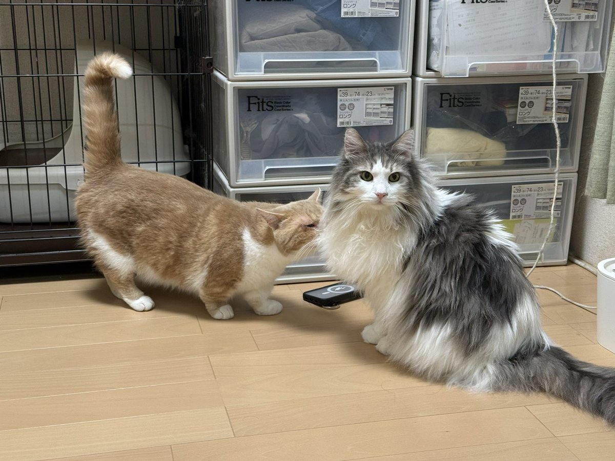 きじとらねこ64 on X