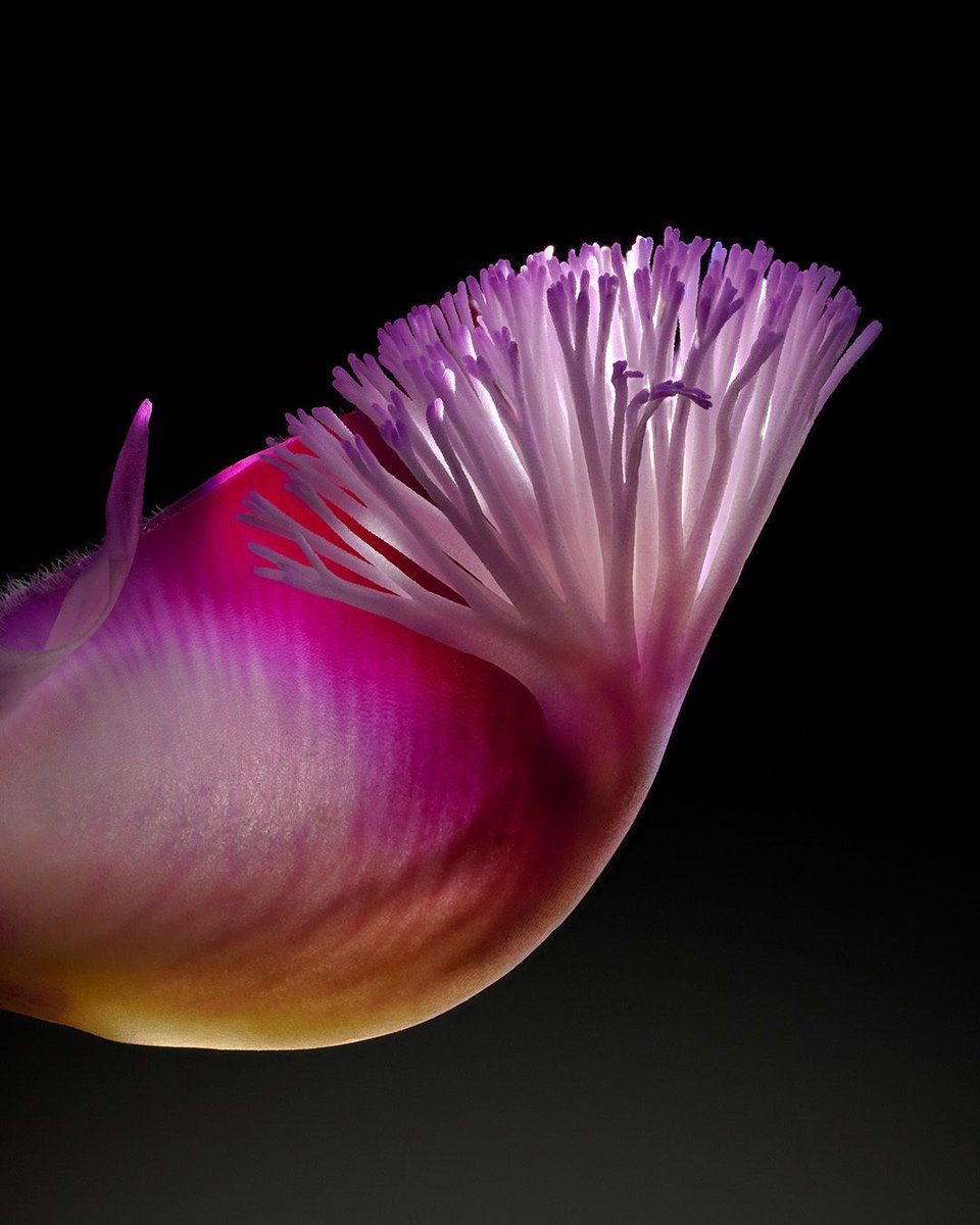 joeyterrill's tweet image. This delicate flower bud is extremely small—the size of a pencil tip, as you can see in the second photo—but it was extremely fun to shape with light!

Nikon Z 8 | Nikon Rayfact VF Lens | 2:1 Magnification | @NikonUSA #NikonZ8