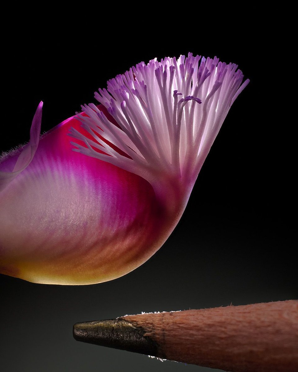 joeyterrill's tweet image. This delicate flower bud is extremely small—the size of a pencil tip, as you can see in the second photo—but it was extremely fun to shape with light!

Nikon Z 8 | Nikon Rayfact VF Lens | 2:1 Magnification | @NikonUSA #NikonZ8