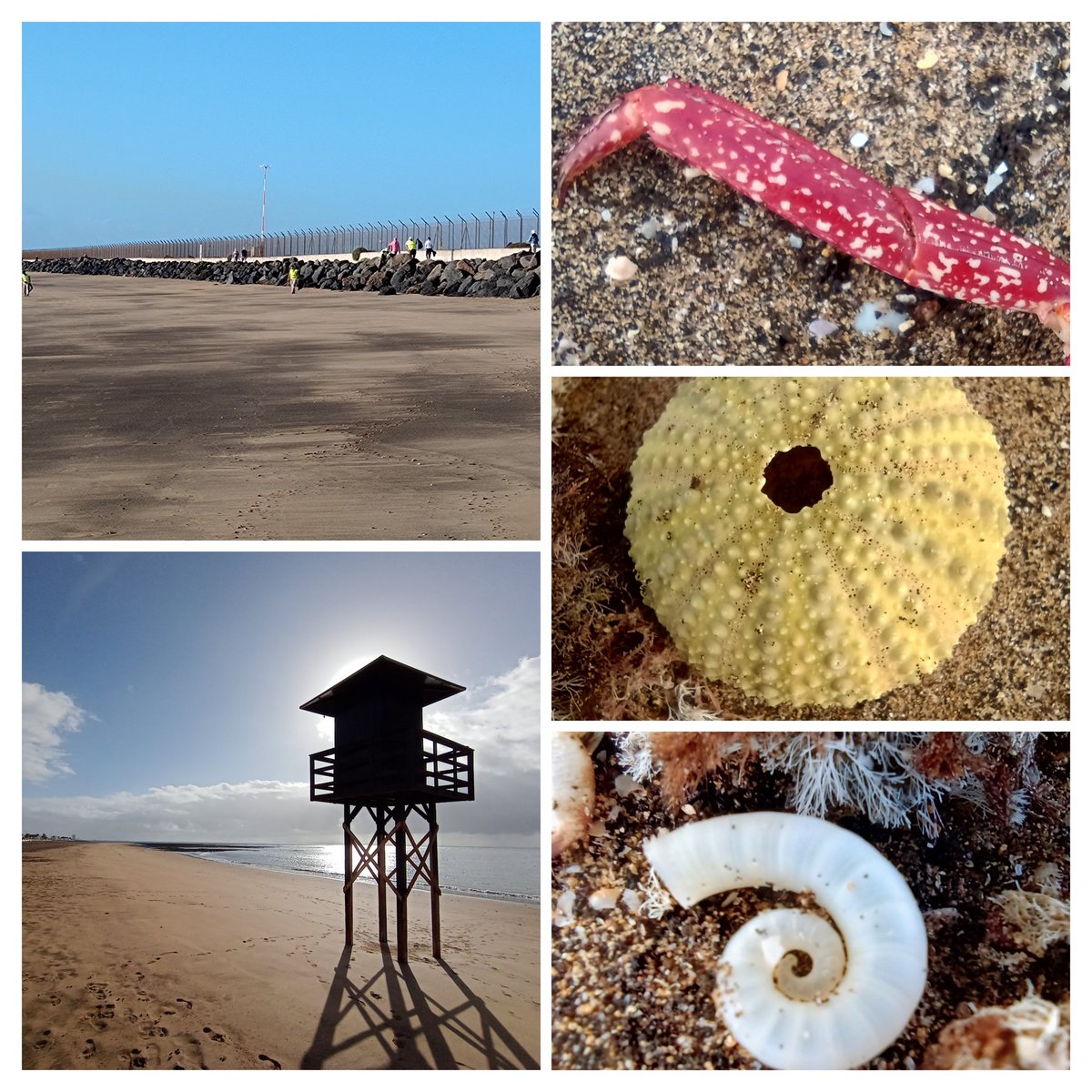 EdinburghPicker's tweet image. Delighted 😃 to see hi vis vests 🦺 along the beach near the airport this morning!

Much more to see, but that was a highlight 👍🏼

#Liitter #Litterpickers #Volunteers #LWYL #Lanzarote #BeachLife  💙