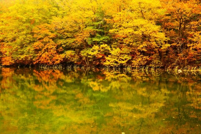 PoPo181231's tweet photo. Do you know where this scenic spot is? 🍁
▶Autumn Foliage at Towada-Oirase Stream（ Aomori ）
▶Check out the 【Japan Tourism Map】🗾 to find it! 🐼Details here👉https://t.co/rB0Bhwc1cy
#JapanTourismMap #tourism #trip #map #GoogleMaps https://t.co/lgSwRbvCLu