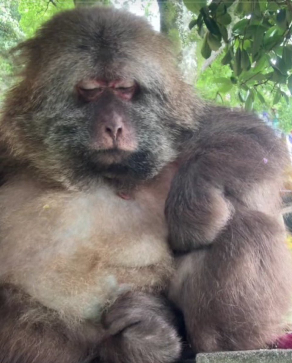 Uso(gui)goat (kind thank you guy) tweet media