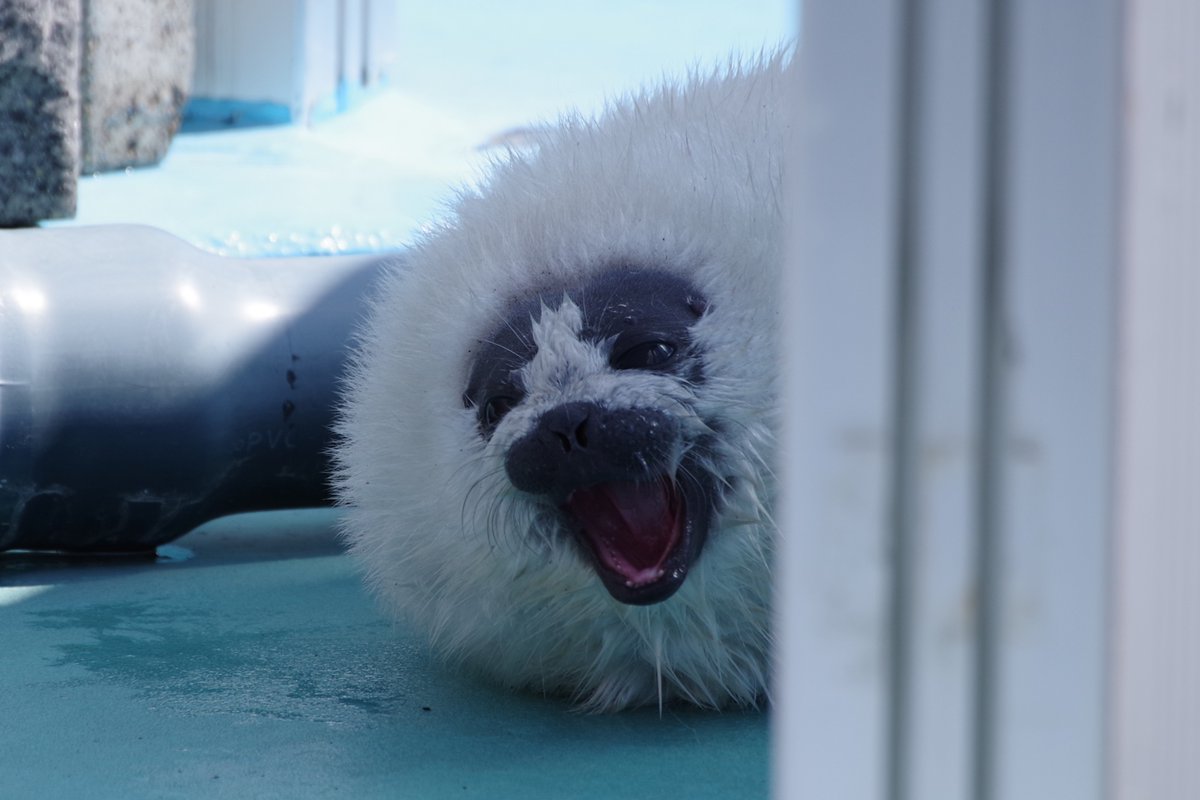 1日遅れのスーパー

　　　　　　＼ムーーンｯｯ🌕／