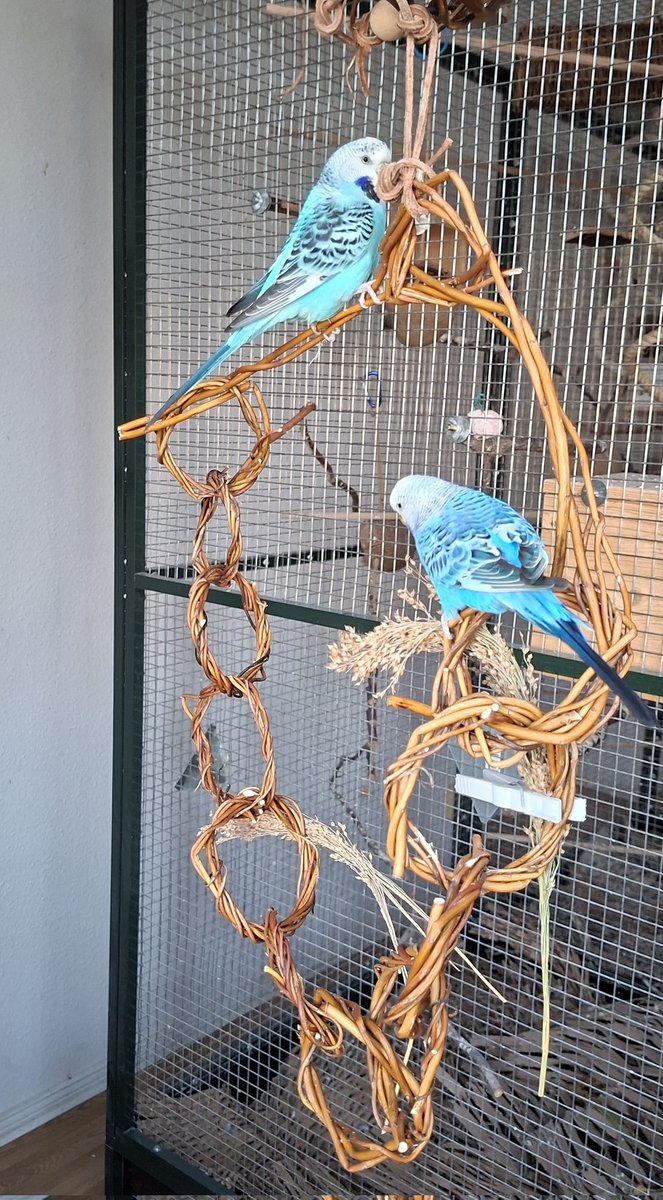 とりきち横丁🇩🇪 on X