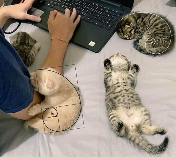 PunchingCat's tweet photo. https://t.co/mQP5la3dNU