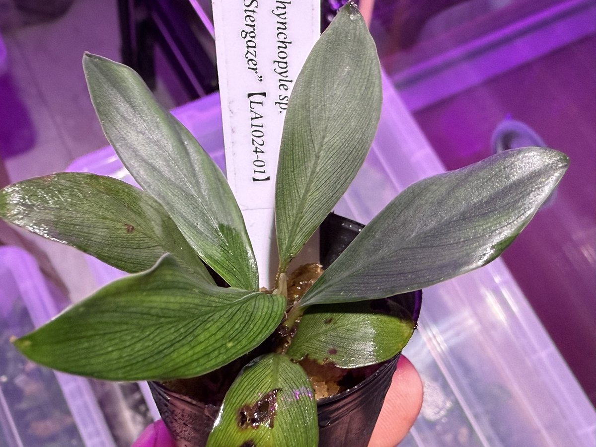 KENZO (@fw_kenzo) / Posts / X