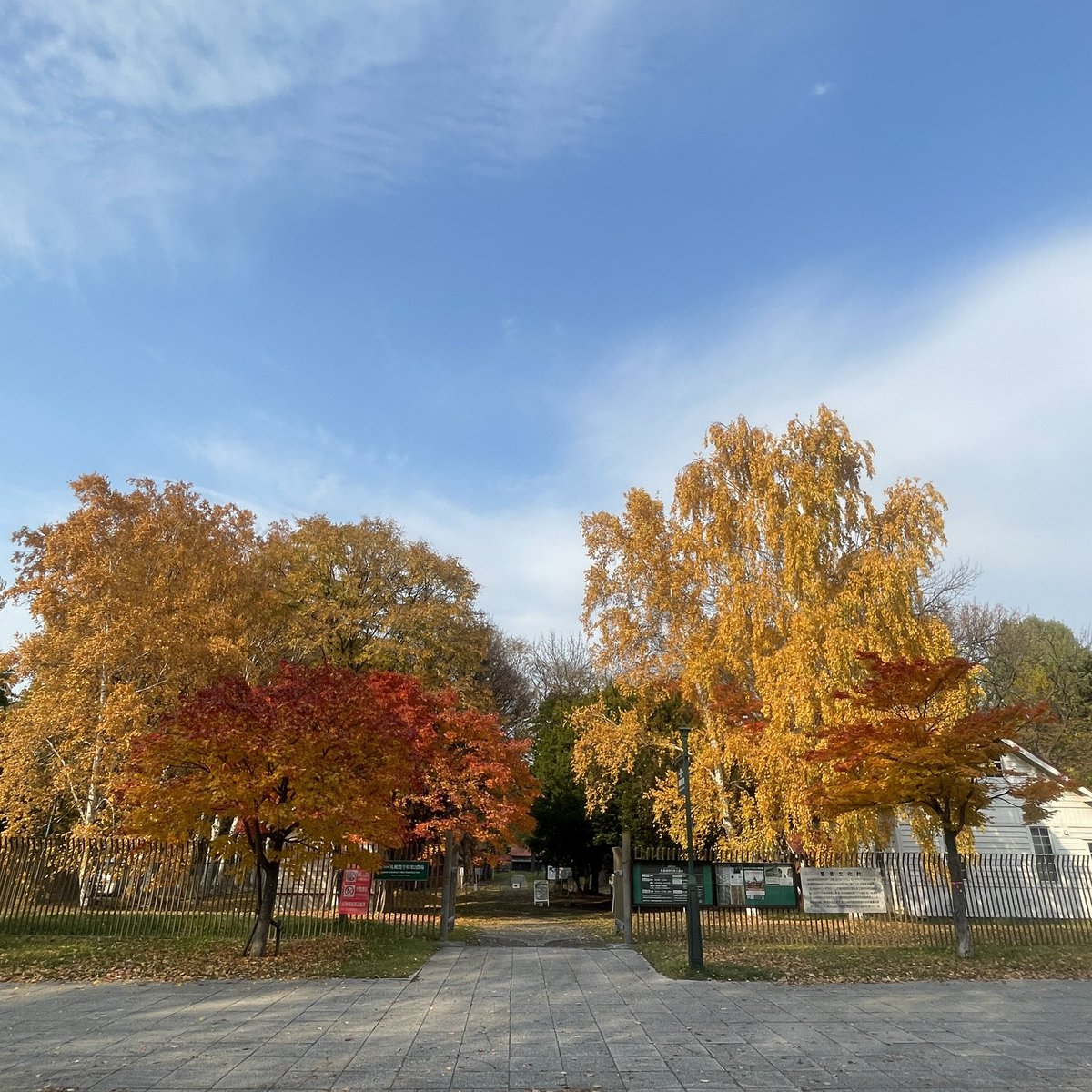 預報說明天要下雪了，趁今天朗朗晴空來給銀杏臭一下。比起這幾年賞綠杏和落葉的慘況，今年的葉況實在太好了。
一直覺得北海道最美的便是秋天，金黃豔紅，隨處都是風景。美中不足的只有秋高氣爽的好日子稍縱即逝，還沒過夠就要開始下雪了啊。