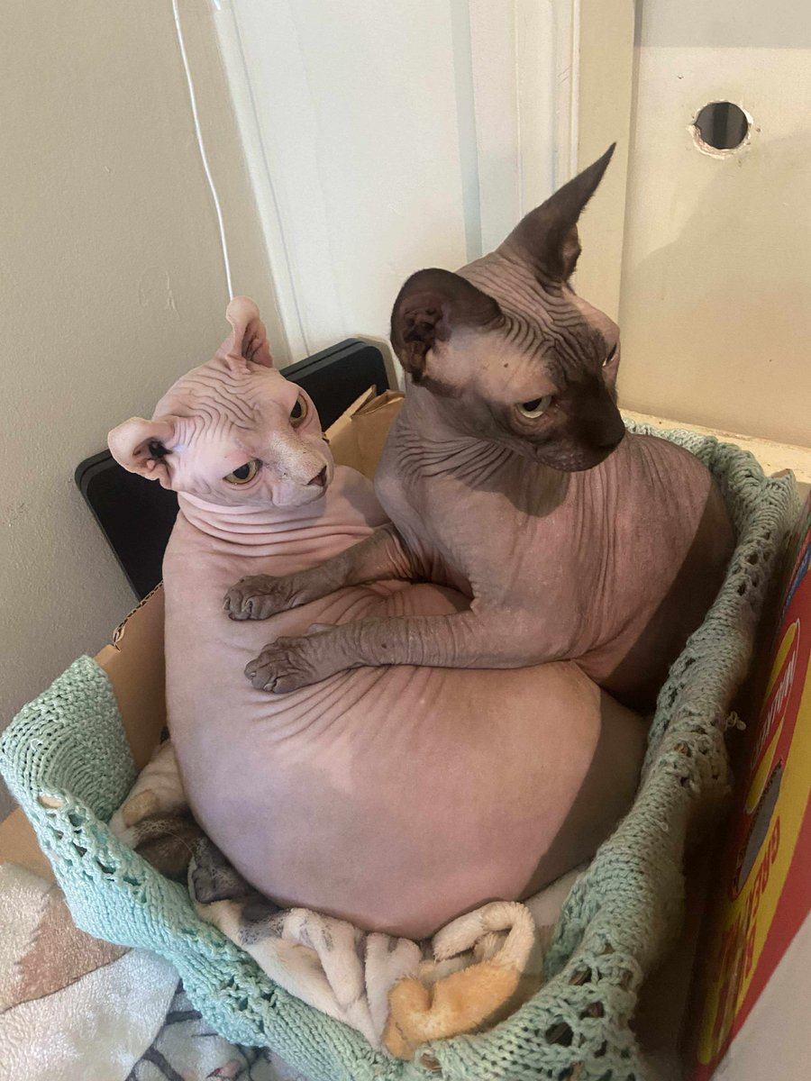 Catpawcino's tweet photo. Simba kneading Dobby's podge ๐๐.
#elfcat #sphynxcat #hairlesscat #fatcat https://t.co/CNaoriaAN9