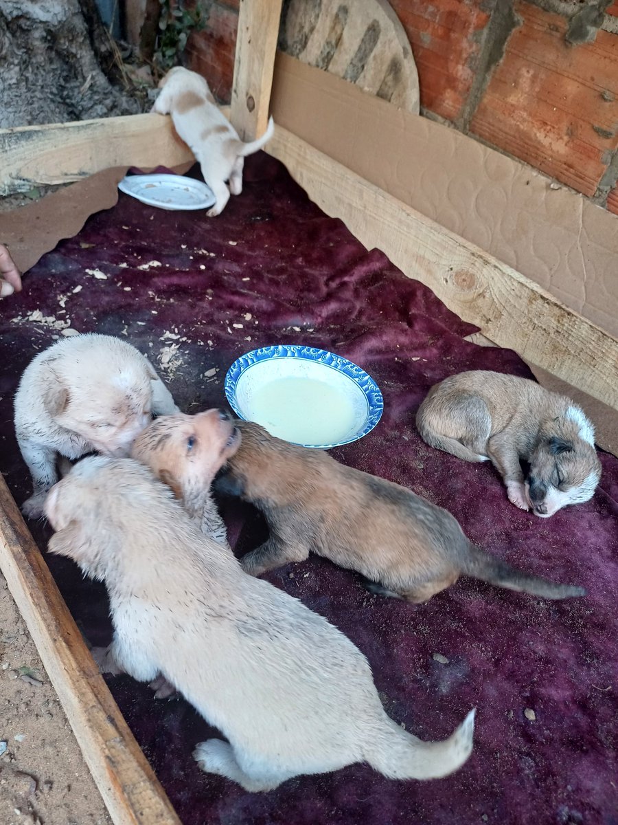 Today I write with a heavy heart... 💔
💔 Urgent Call for Help
The donations I received are very small — just enough to buy milk for a few days…

While we’re trying to build a new shelter for the animals affected by the war,
every delay means another life we might lose.

Please,