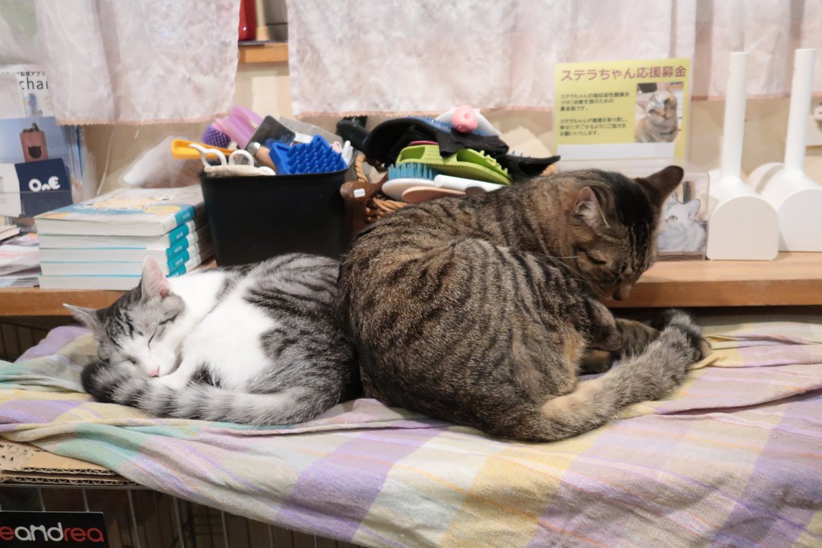 額縁ご確認ページ　title「回想ニャンコ」　title「向き合う」 額縁ご確認ページ title「回想ニャンコ」 title「向き合う」