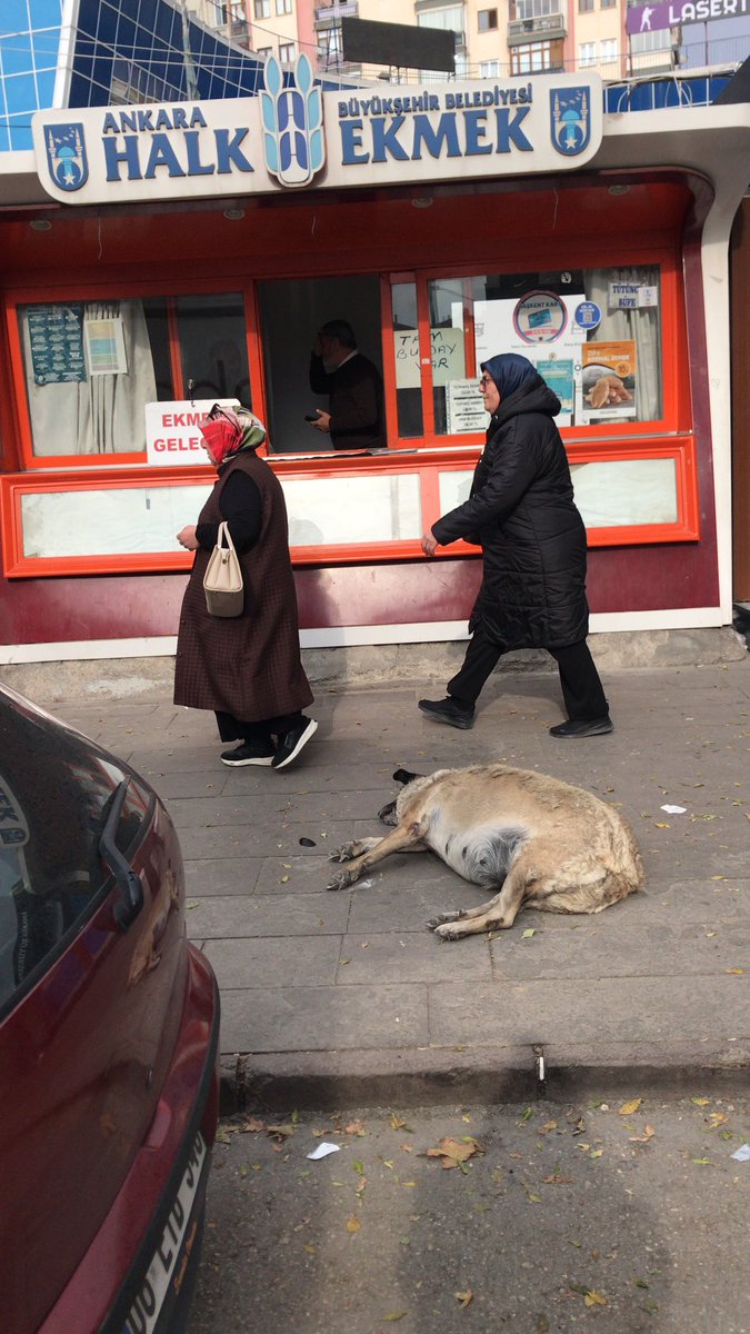 Demetevler de bu köpek,ayakları hep yaralı,ağır hamile..!!
