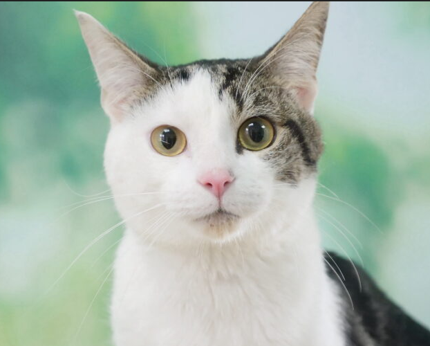 RSPCA Radcliffe tweet media